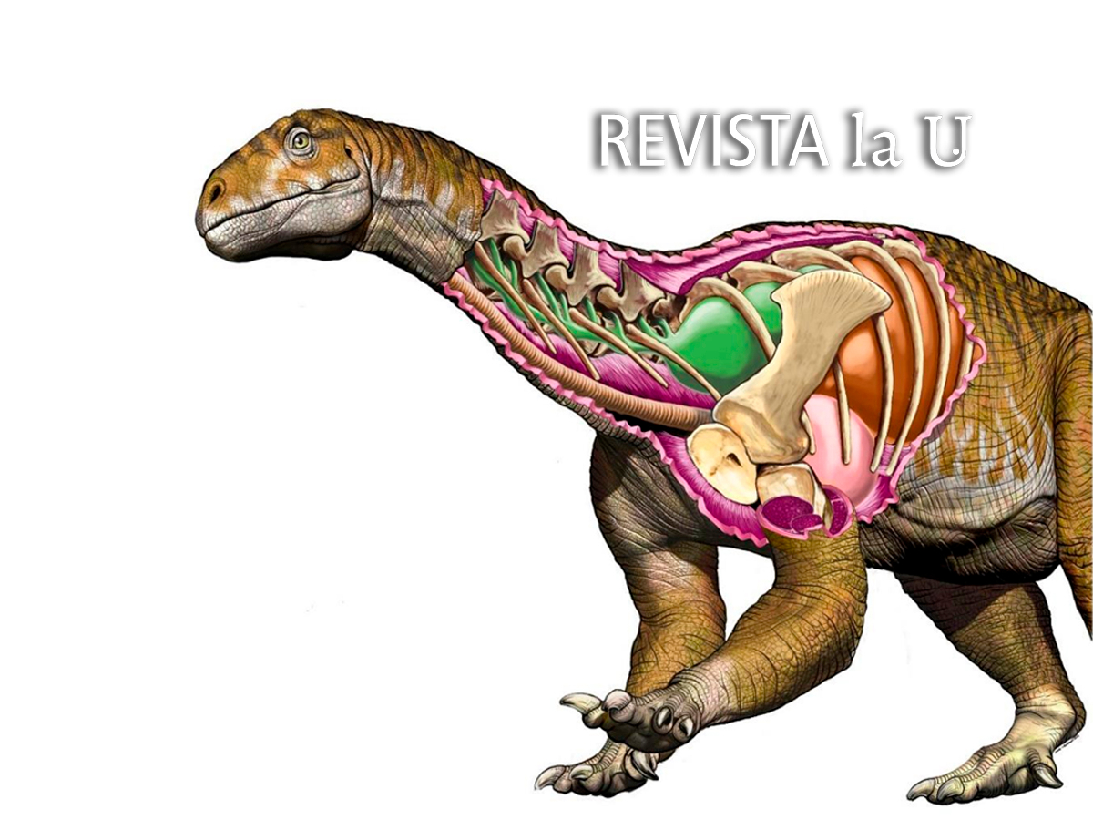 Universidad Nacional de San Juan - Un fósil que cambia la historia de los  dinosaurios gigantes